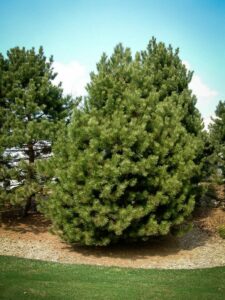 Сосна Чёрная (Pinus Nigra) купить по цене от 270.00р. в интернет-магазине «Посадика» с доставкой почтой в в Кыштыме и по всей России – [изображение №1].