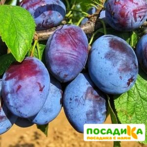 Слива Чачакская ранняя купить по цене от 229.00р. в интернет-магазине «Посадика» с доставкой почтой в в Кыштыме и по всей России – [изображение №1].