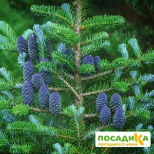 Пихта корейская (Abies koreana) купить по цене от 450.00р. в интернет-магазине «Посадика» с доставкой почтой в в Кыштыме и по всей России – [изображение №1].