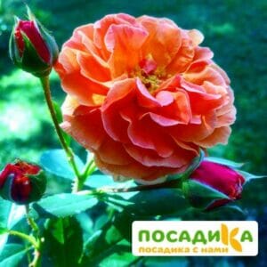 Роза Арабия купить по цене от 350.00р. в интернет-магазине «Посадика» с доставкой почтой в в Кыштыме и по всей России – [изображение №1].