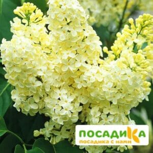 Сирень Примроуз (Primrose) купить по цене от 529.00р. в интернет-магазине «Посадика» с доставкой почтой в в Кыштыме и по всей России – [изображение №1].