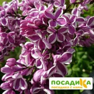 Сирень Сенсация купить по цене от 529.00р. в интернет-магазине «Посадика» с доставкой почтой в в Кыштыме и по всей России – [изображение №1].