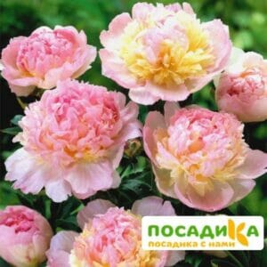 Пион Распберри Сандей (Paeonia Raspberry Sundae) купить по цене от 959р. в интернет-магазине «Посадика» с доставкой почтой в в Кыштыме и по всей России – [изображение №1].