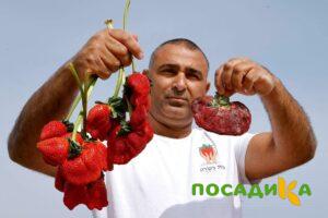 Клубника Гигант Джорнея купить по цене от 266р. в интернет-магазине «Посадика» с доставкой почтой в в Кыштыме и по всей России – [изображение №1].