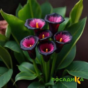 Калла Аура Лейс купить по цене от 400р. в интернет-магазине «Посадика» с доставкой почтой в в Кыштыме и по всей России – [изображение №1].