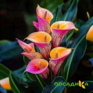 Калла Оникс купить по цене от 450р. в интернет-магазине «Посадика» с доставкой почтой в в Кыштыме и по всей России – [изображение №1].