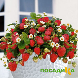 Клубника Рубиновый Шепот (горшечная) купить по цене от 240р. в интернет-магазине «Посадика» с доставкой почтой в в Кыштыме и по всей России – [изображение №1].