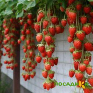 Клубника вьющаяся Комплимент купить по цене от 470р. в интернет-магазине «Посадика» с доставкой почтой в в Кыштыме и по всей России – [изображение №1].