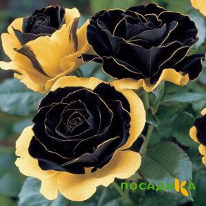 Роза Ханни Сикл купить по цене от 700р. в интернет-магазине «Посадика» с доставкой почтой в в Кыштыме и по всей России – [изображение №1].