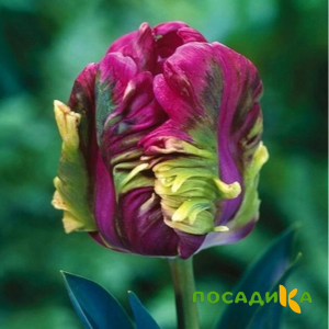 Тюльпан Экзотик Хэвен купить по цене от 186р. в интернет-магазине «Посадика» с доставкой почтой в в Кыштыме и по всей России – [изображение №1].