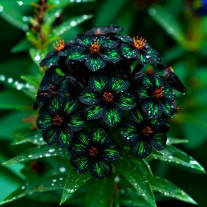 Флокс Ривьера купить по цене от 299р. в интернет-магазине «Посадика» с доставкой почтой в в Кыштыме и по всей России – [изображение №1].