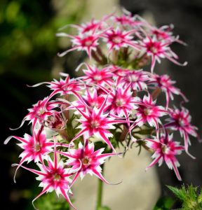 Флокс Метельчатый Путь купить по цене от 456р. в интернет-магазине «Посадика» с доставкой почтой в в Кыштыме и по всей России – [изображение №1].