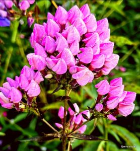 Флокс Бутоник купить по цене от 461р. в интернет-магазине «Посадика» с доставкой почтой в в Кыштыме и по всей России – [изображение №1].