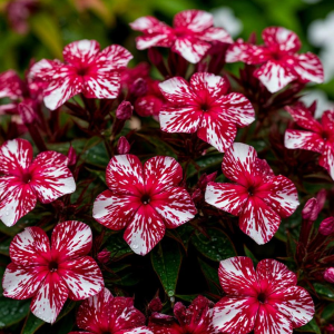 Флокс Ливер Гриммер купить по цене от 590р. в интернет-магазине «Посадика» с доставкой почтой в в Кыштыме и по всей России – [изображение №1].