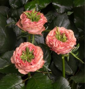 Роза Амбер Инчант купить по цене от 495р. в интернет-магазине «Посадика» с доставкой почтой в в Кыштыме и по всей России – [изображение №1].