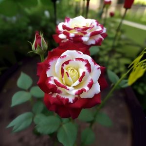 Роза Роял Глом купить по цене от 401р. в интернет-магазине «Посадика» с доставкой почтой в в Кыштыме и по всей России – [изображение №1].