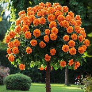 Роза Солнечный Шарм купить по цене от 349р. в интернет-магазине «Посадика» с доставкой почтой в в Кыштыме и по всей России – [изображение №1].