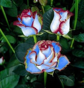 Роза Сафайер Пэтл купить по цене от 450р. в интернет-магазине «Посадика» с доставкой почтой в в Кыштыме и по всей России – [изображение №1].